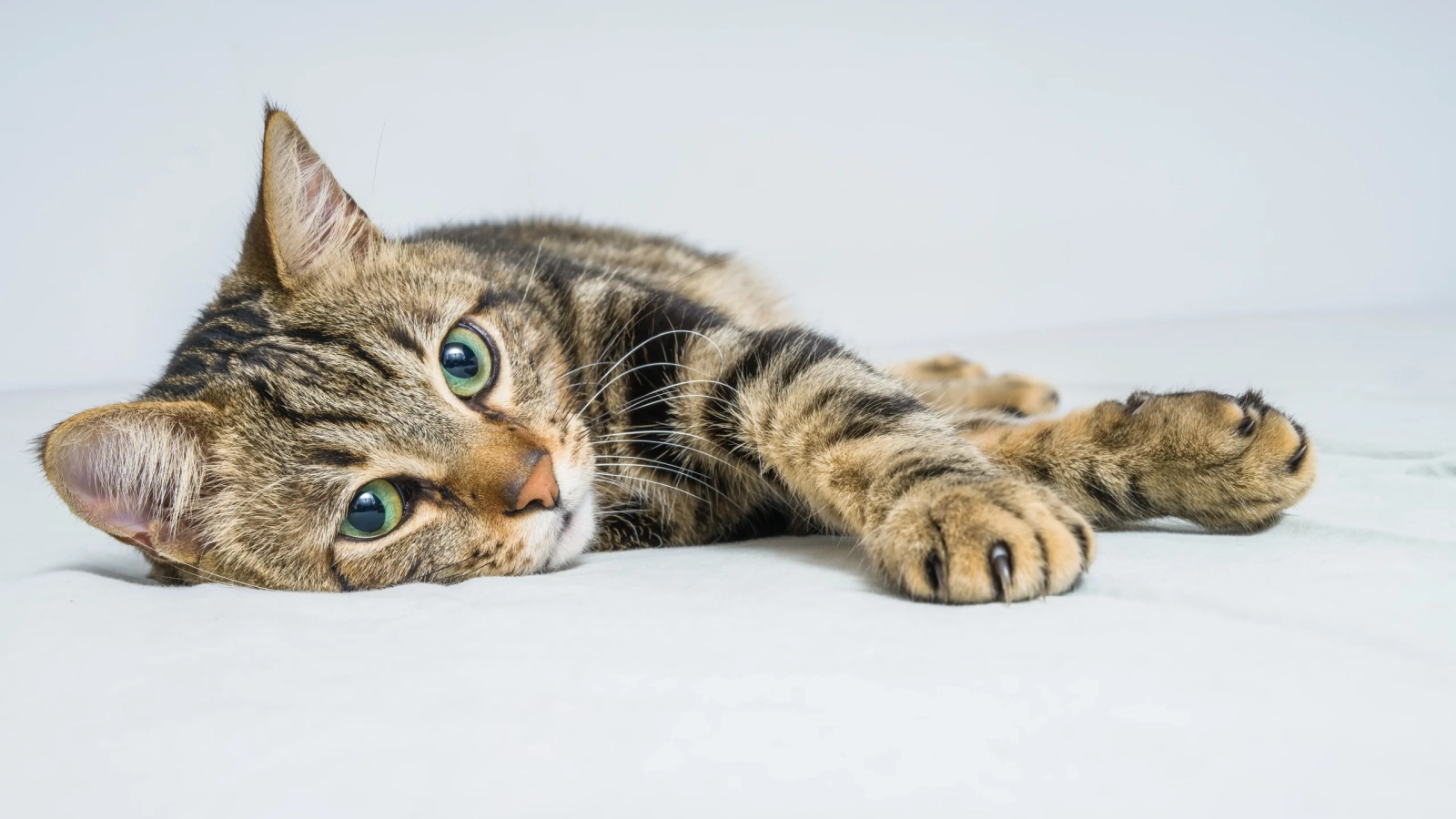 AdobeStock_244966988